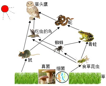 伴生植物与动物的关系是（伴生植物的特点）-第4张图片-多多自然网