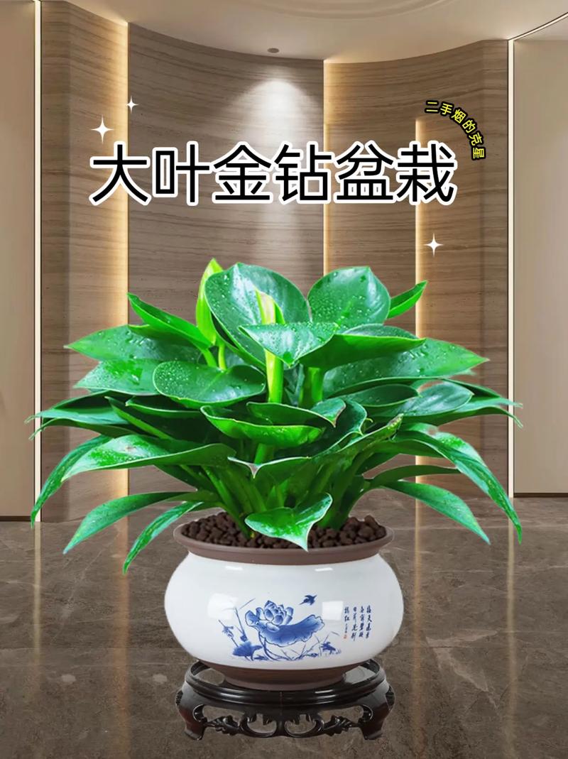 东北大叶绿植室内养护方法（东北大叶草本植物）-第1张图片-多多自然网