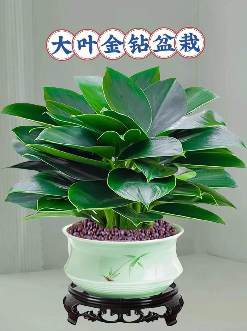 东北大叶绿植室内养护方法（东北大叶草本植物）-第3张图片-多多自然网