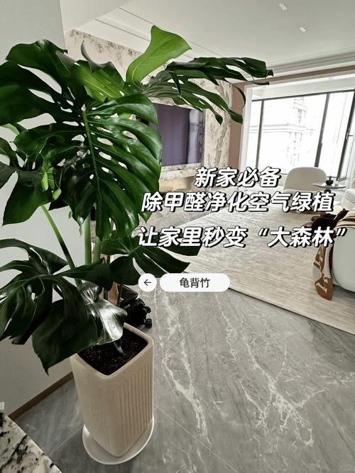 东北大叶绿植室内养护方法（东北大叶草本植物）-第6张图片-多多自然网