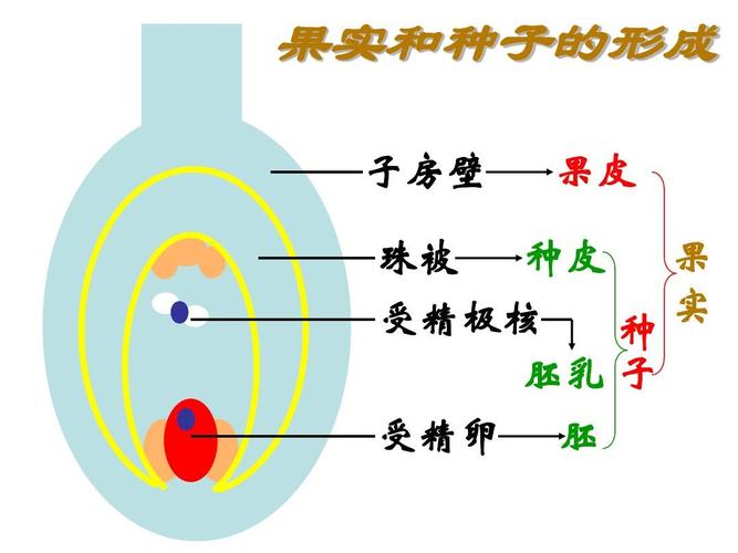 变异生物与变异植物的关系（变异生物与变异植物的关系图）-第1张图片-多多自然网