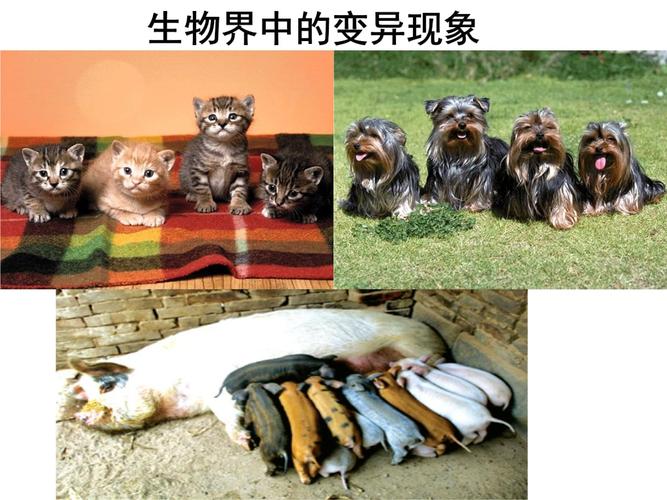 变异生物与变异植物的关系（变异生物与变异植物的关系图）-第5张图片-多多自然网