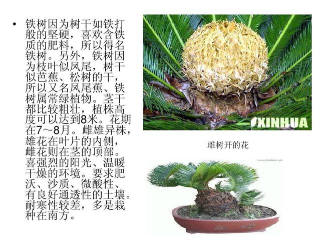 户外植物养护知识（户外植物养护知识培训）-第4张图片-多多自然网