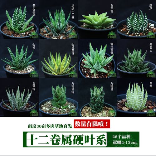 户外植物养护知识（户外植物养护知识培训）-第7张图片-多多自然网