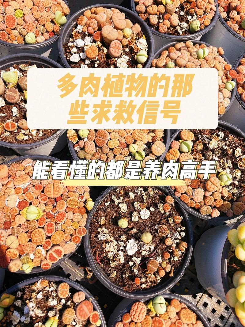 关于多肉植物养护知识（多肉植物的养护知识）-第4张图片-多多自然网