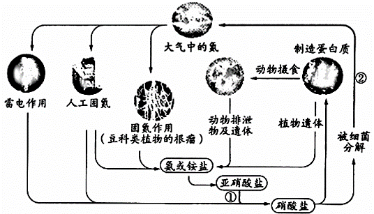 氮与植物群落生产力的关系（氮与植物群落生产力的关系是什么）-第1张图片-多多自然网