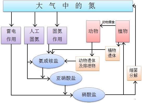 氮与植物群落生产力的关系（氮与植物群落生产力的关系是什么）-第2张图片-多多自然网