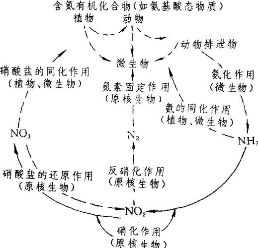 氮与植物群落生产力的关系（氮与植物群落生产力的关系是什么）-第4张图片-多多自然网