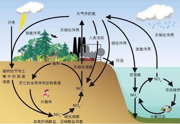 氮与植物群落生产力的关系（氮与植物群落生产力的关系是什么）-第6张图片-多多自然网