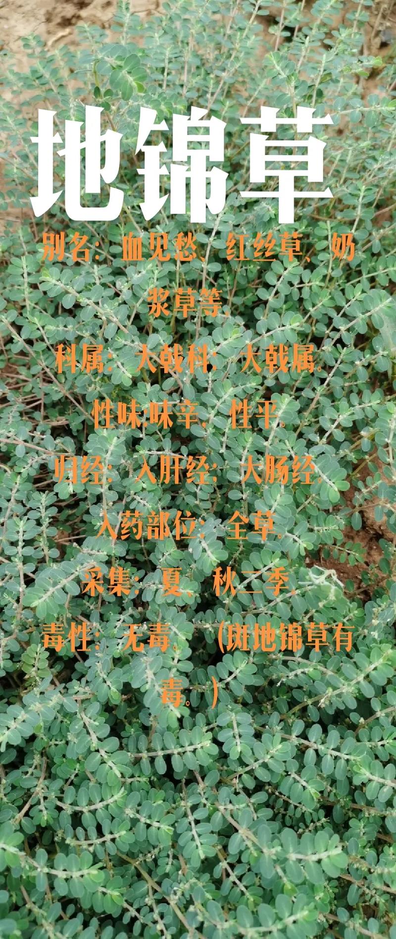 草本植物价值知识有哪些（草本植物包括什么）-第4张图片-多多自然网