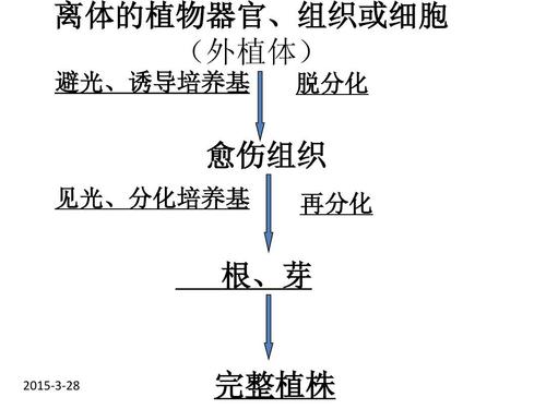 次生代谢与植物抗病的关系（次生代谢与植物抗病的关系是什么）-第4张图片-多多自然网