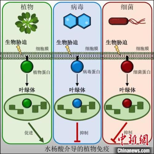 次生代谢与植物抗病的关系（次生代谢与植物抗病的关系是什么）-第5张图片-多多自然网