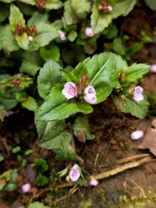 本地植物与归化植物的关系（植物归化是什么意思）-第2张图片-多多自然网