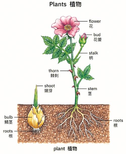 不同生境与植物的关系（植物生长与环境的关系是怎样的?）-第1张图片-多多自然网