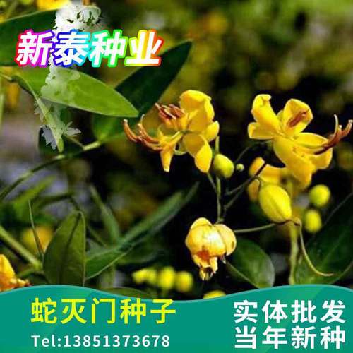 伴生植物与动物的关系（伴生植物的特点）-第2张图片-多多自然网