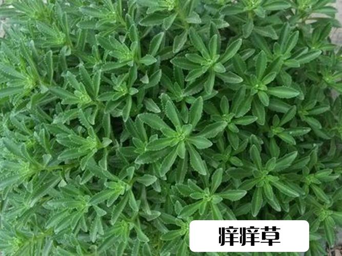 草药植物知识百科大全止痒（止痒的草药有哪几种）-第4张图片-多多自然网