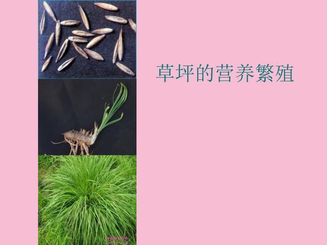 草坪与植物营养的关系（草坪与地被植物的功能）-第7张图片-多多自然网