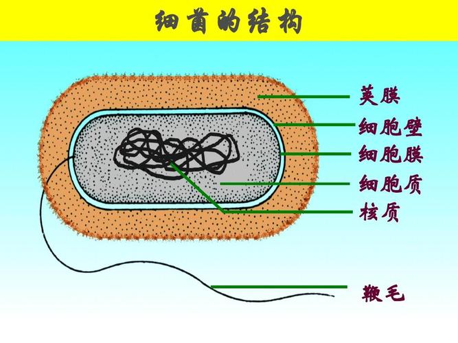 柄杆菌属与植物的关系（柄杆菌属与植物的关系有哪些）-第1张图片-多多自然网