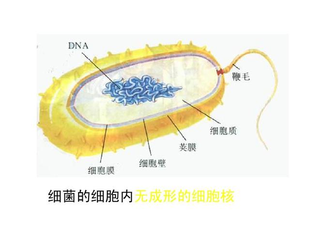 柄杆菌属与植物的关系（柄杆菌属与植物的关系有哪些）-第3张图片-多多自然网