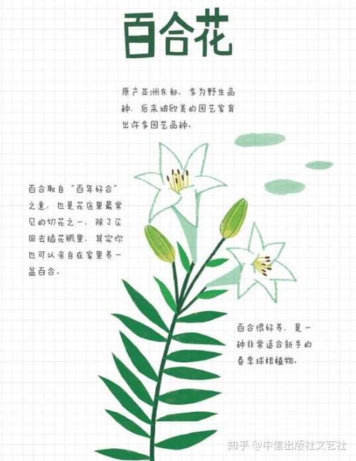 百合科植物小知识（百合科植物小知识大全）-第5张图片-多多自然网