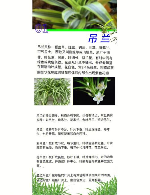 吊兰植物盆栽养护知识大全（吊兰绿植怎么养）-第1张图片-多多自然网