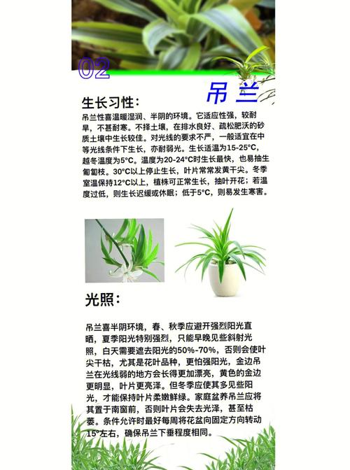 吊兰植物盆栽养护知识大全（吊兰绿植怎么养）-第2张图片-多多自然网