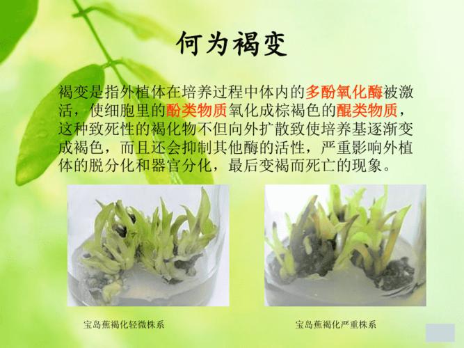 玻璃与植物元素的关系是（玻璃与化学的关系）-第2张图片-多多自然网