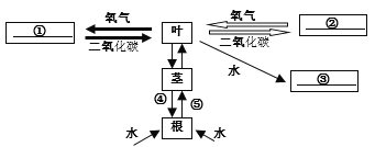 玻璃与植物元素的关系是（玻璃与化学的关系）-第5张图片-多多自然网