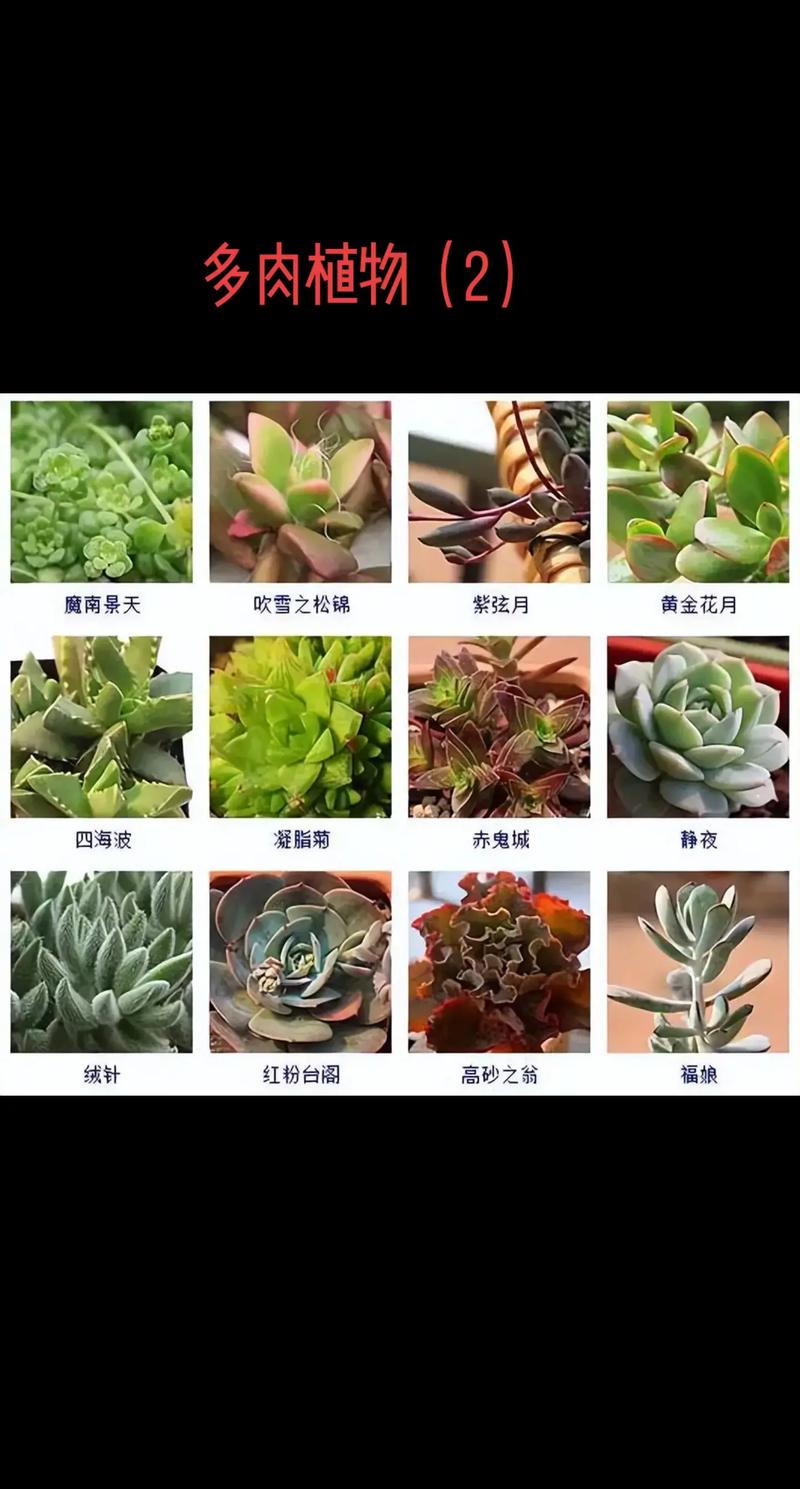 多肉植物养护小知识有哪些（多肉植物养护小常识）-第6张图片-多多自然网