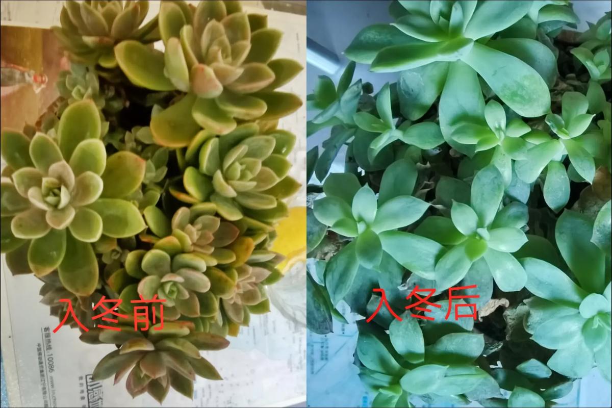 冬季养护植物小知识简短（冬季绿植养护注意事项）-第2张图片-多多自然网