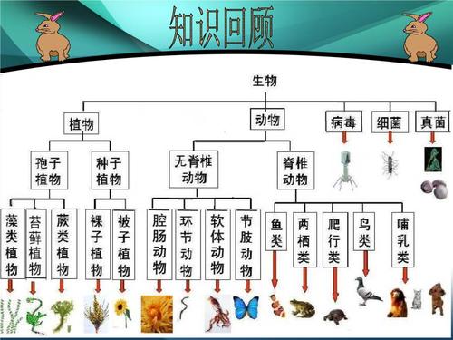 哺乳植物还有什么知识（哺乳植物的特点）-第1张图片-多多自然网