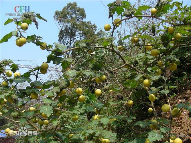 刺与植物的关系（刺和刺的区别）-第1张图片-多多自然网