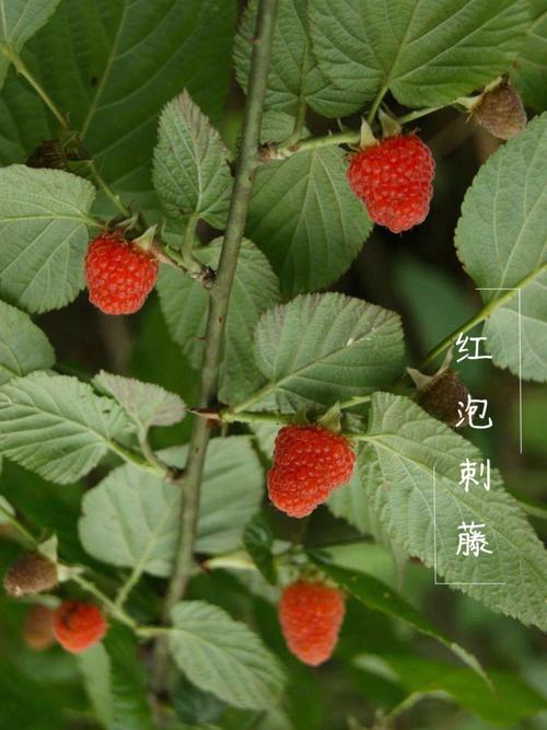 刺与植物的关系（刺和刺的区别）-第2张图片-多多自然网