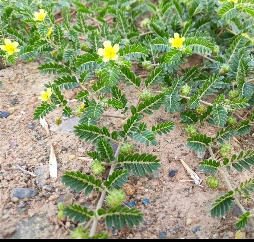 刺与植物的关系（刺和刺的区别）-第4张图片-多多自然网