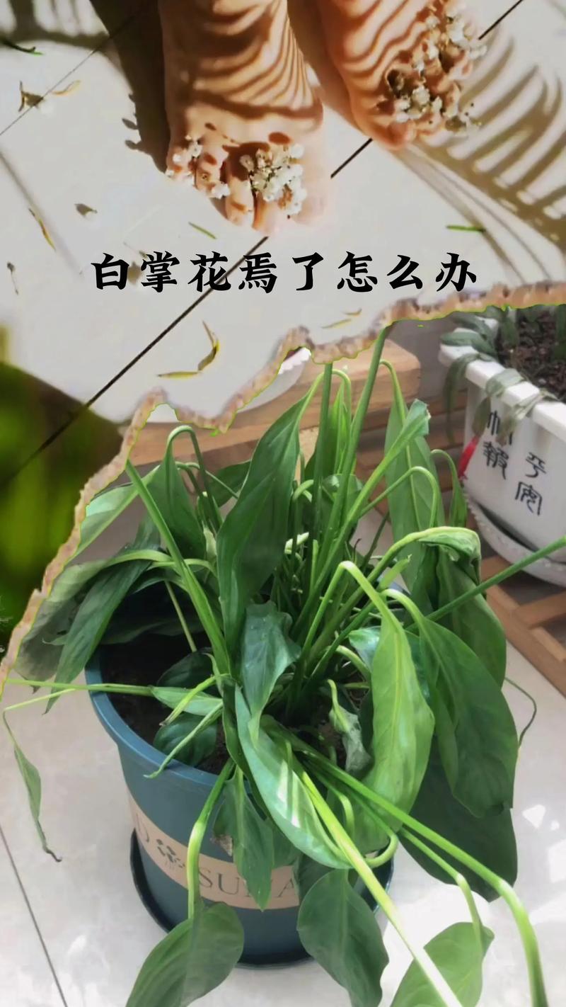 冬季白掌绿植养护方法有哪些（冬天白掌怎么样才能更旺盛）-第3张图片-多多自然网