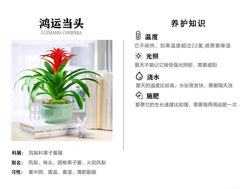 室内绿植养护（室内绿植养护工作管理）-第5张图片-多多自然网