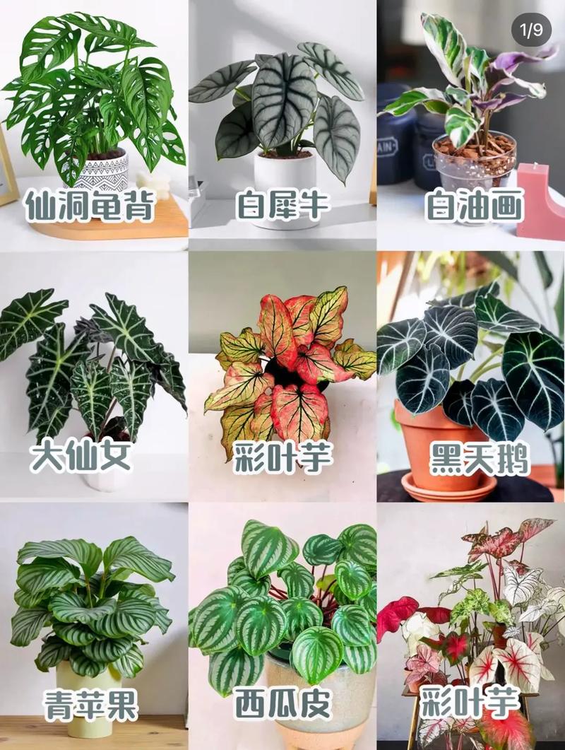 好养的植物养护知识大全（养植物推荐）-第1张图片-多多自然网