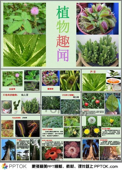 常见植物冷知识（常见植物简介）-第3张图片-多多自然网