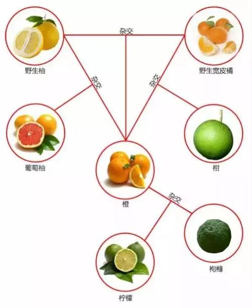 常见植物冷知识（常见植物简介）-第6张图片-多多自然网