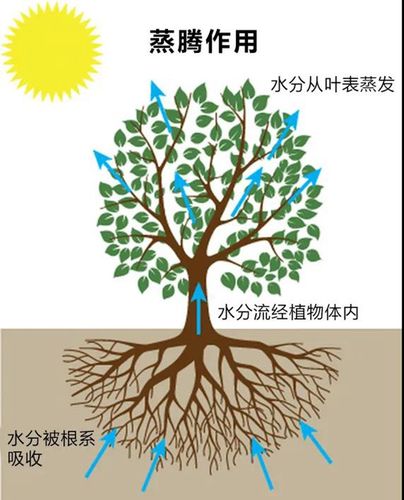 大气湿度与植物湿度的关系（大气湿度与植物湿度的关系是）-第5张图片-多多自然网