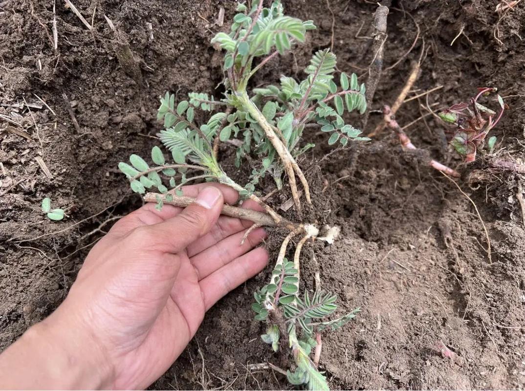 草药植物知识百科大全黄芪（中草药黄芪的药用价值是什么）-第1张图片-多多自然网