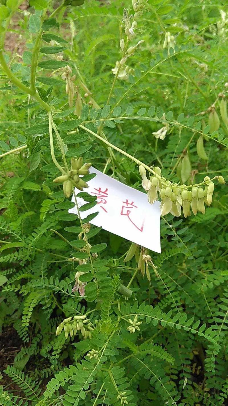 草药植物知识百科大全黄芪（中草药黄芪的药用价值是什么）-第8张图片-多多自然网