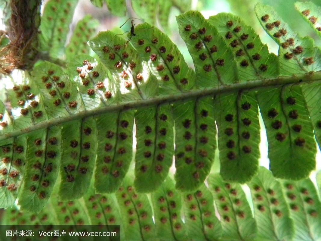 孢子植物的知识有哪些方面（孢子植物的孢子）-第1张图片-多多自然网