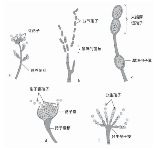 孢子植物的知识有哪些方面（孢子植物的孢子）-第4张图片-多多自然网