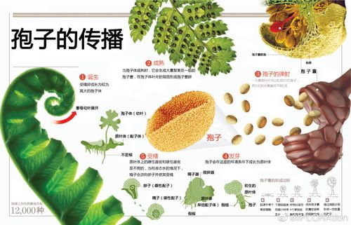 孢子植物的知识有哪些方面（孢子植物的孢子）-第7张图片-多多自然网