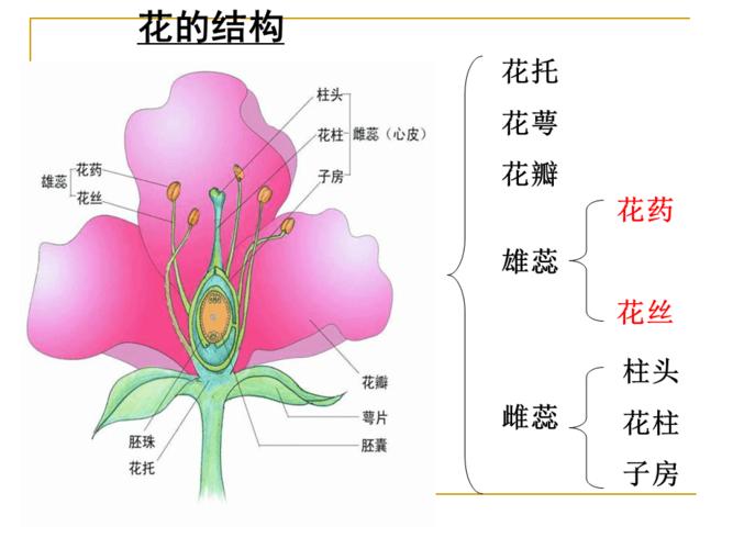 百科知识植物百科大全（最全的植物百科全书）-第5张图片-多多自然网