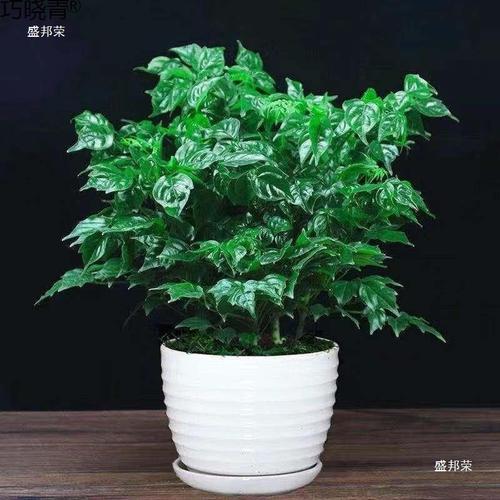 东边露台绿植好吗冬季养护（东边露台还是西边露台好）-第2张图片-多多自然网