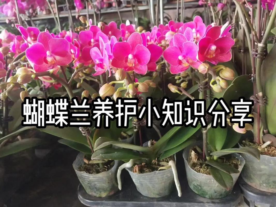 蝴蝶兰植物养护知识（蝴蝶兰的养护知识）-第1张图片-多多自然网