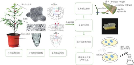 次生代谢物与植物生长的关系（植物的次生代谢产物）-第1张图片-多多自然网