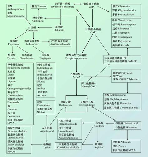 次生代谢物与植物生长的关系（植物的次生代谢产物）-第3张图片-多多自然网